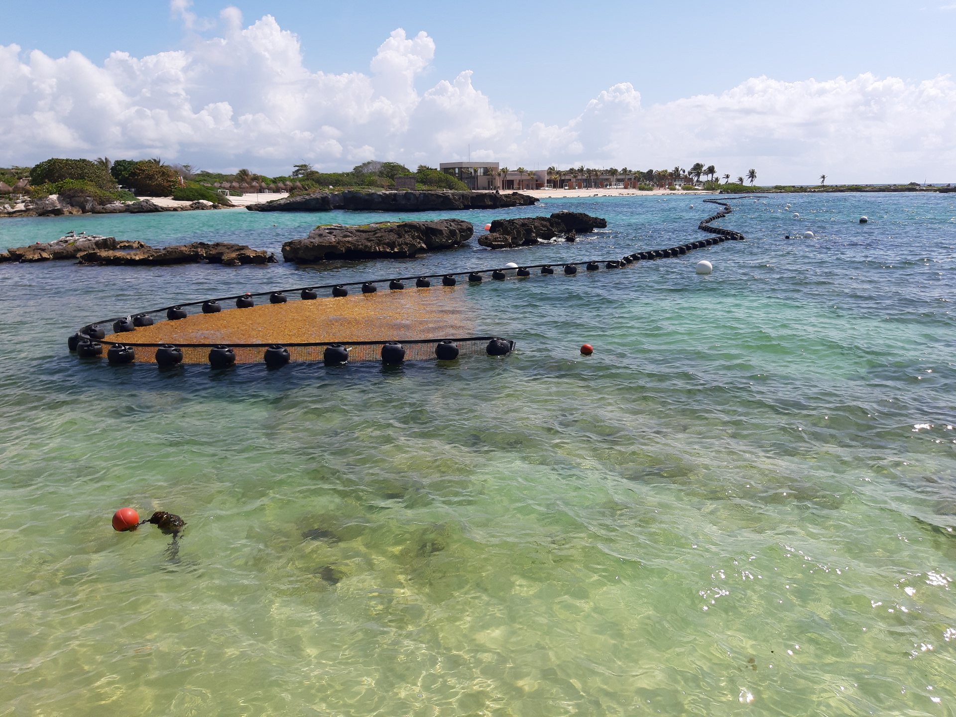 Barrera anti sargazo Kraken Beachguard capturando sargazo en el Caribe Mexicano