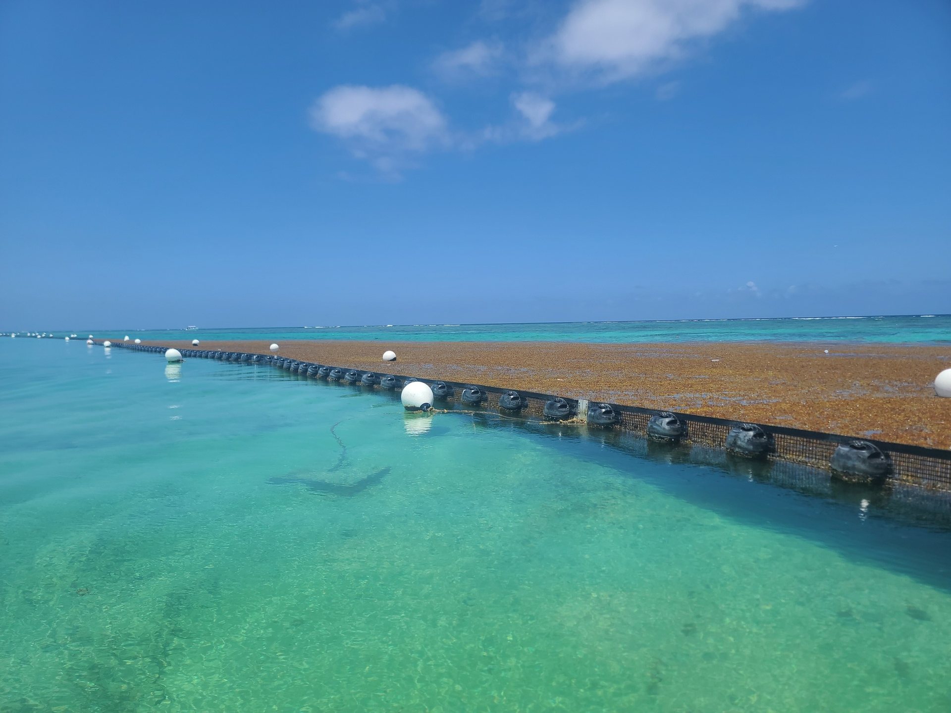 Barrera DESMI Mesh Boom en operación conteniendo sargazo en aguas del Caribe