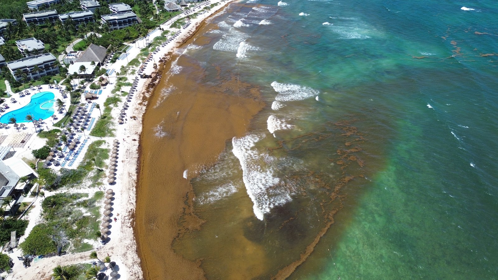 Vista aérea con dron del sargazo llegando a la playa del Caribe