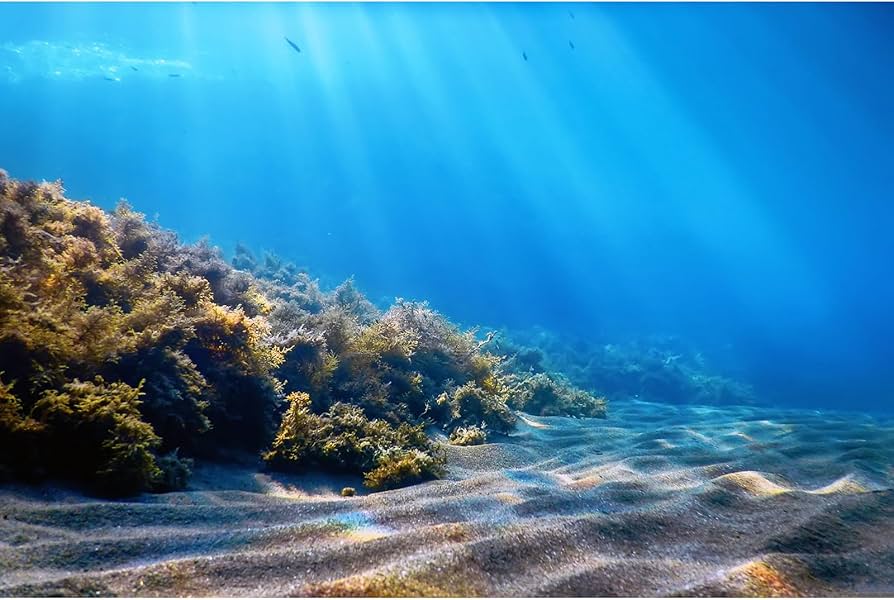 Fondo marino del Caribe con vegetación y luz natural filtrándose en el agua