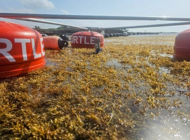 Limpiador de sargazo DESMI Tri-Turtle MKI trabajando en el agua rodeado de sargazo